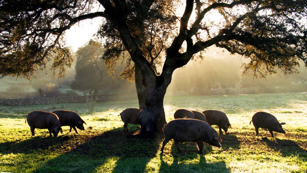 Dehesa de Cerdos Ibéricos
